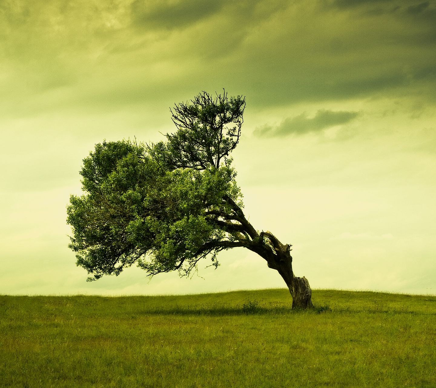 Read more about the article The Stand…