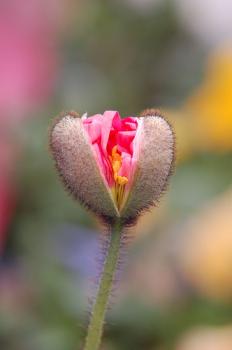 Read more about the article What is it about Suppression?