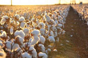 When Cotton shows its true essence in your heart