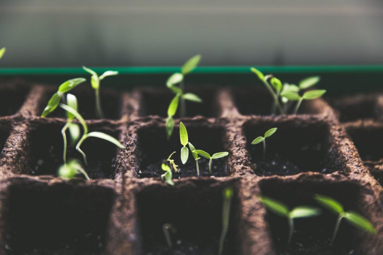 Read more about the article How do you want your seeds to sprout?
