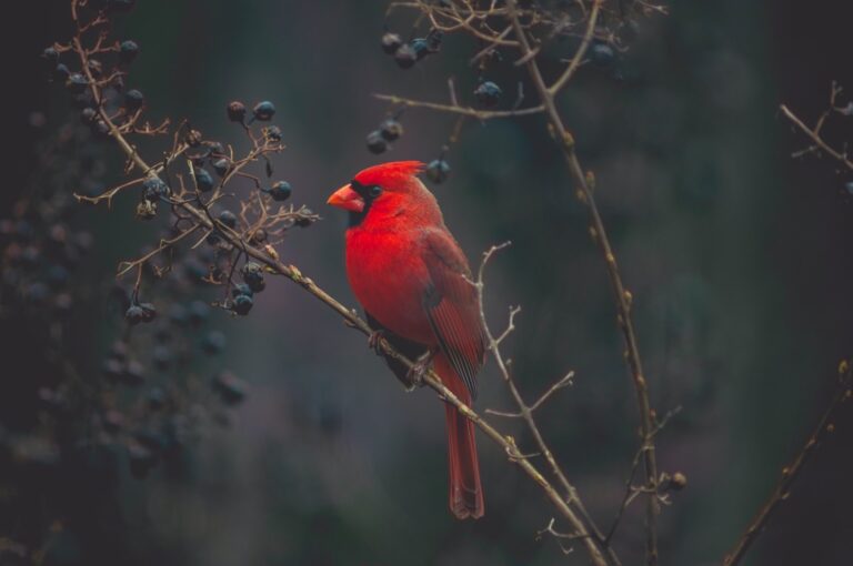 Read more about the article When a Cardinal enters your life